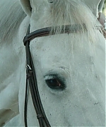DCBR00000075.jpg